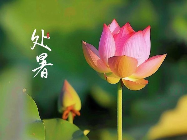 龙辉优配 暑气渐止，秋收启幕！山东大地丰收在望
